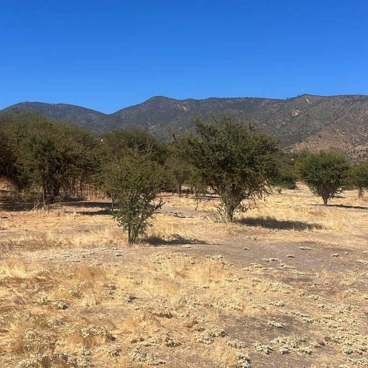 🌿Parcelas en Venta – Culiprán, Melipilla