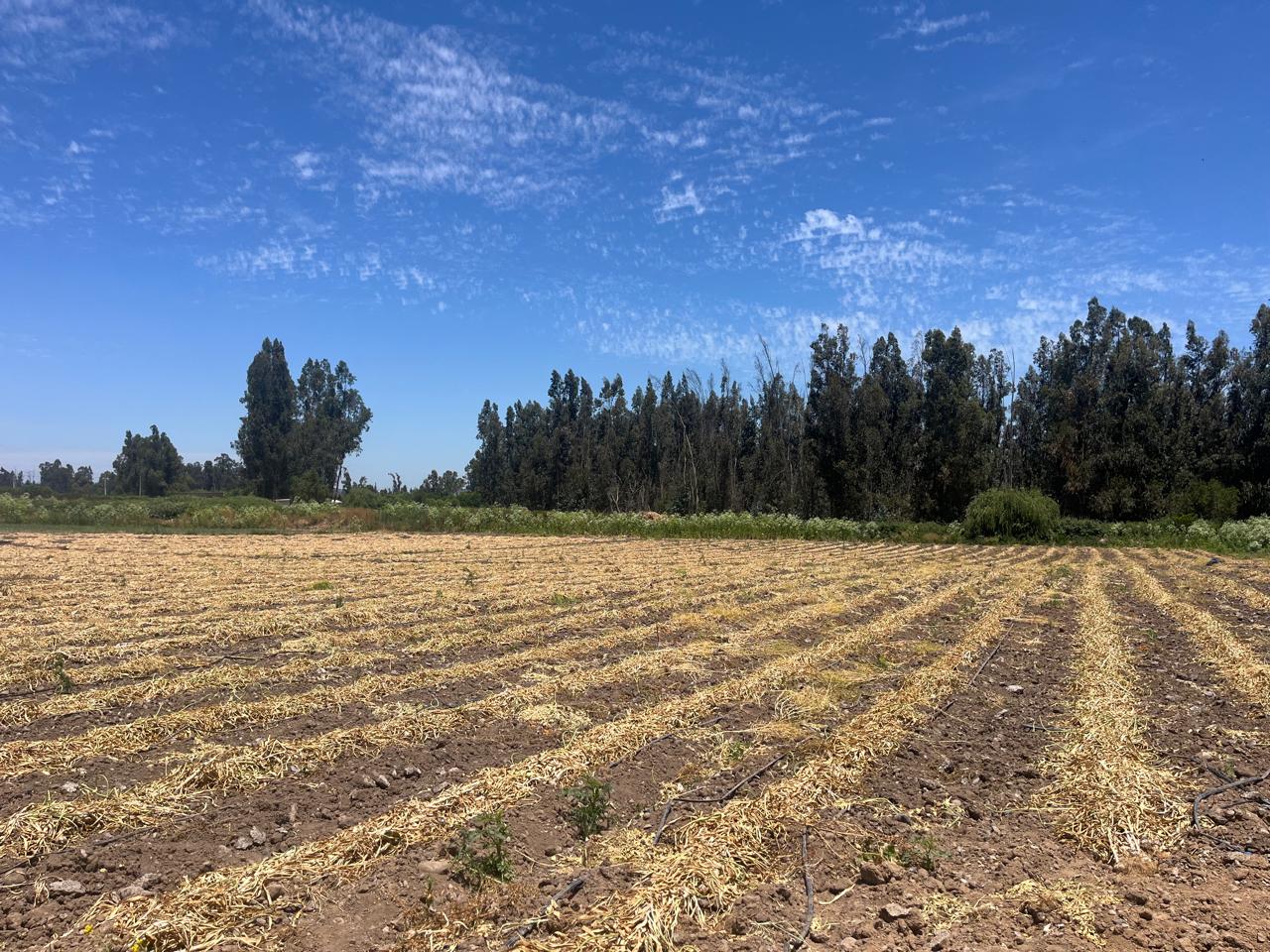 🌄 Nuevo Proyecto: Parcelación Valles de Lumbrera – Melipilla ¡Comienza la venta! 33 lotes disponibles.