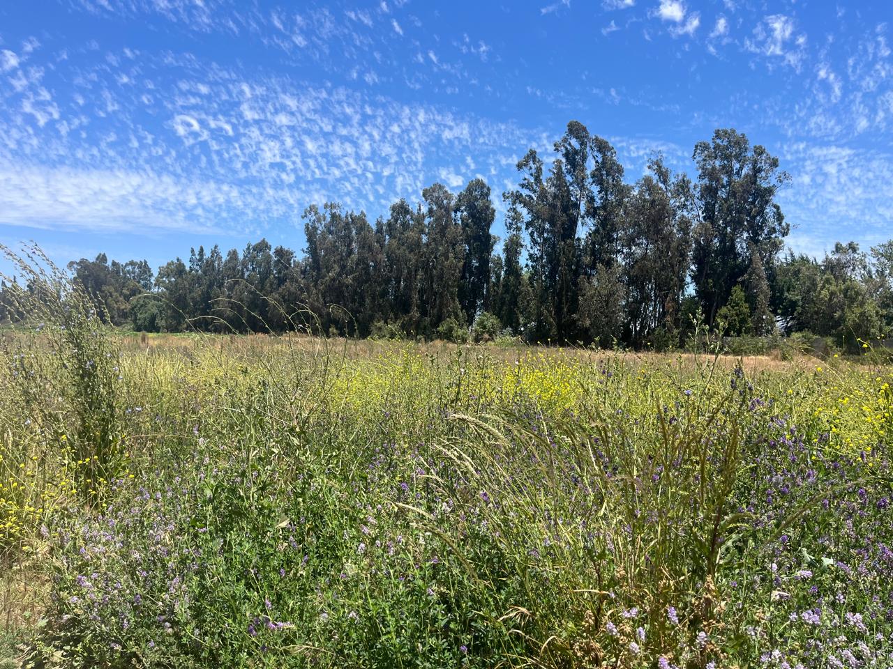 🌄 Nuevo Proyecto: Segunda Etapa en Venta – Condominio San Rafael | Melipilla ¡Comienza la venta! 11 lotes disponibles.