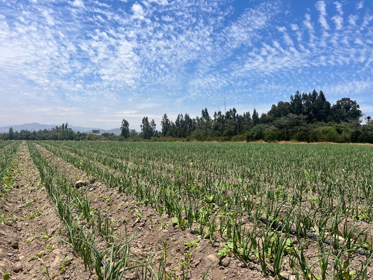 🌄 Nuevo Proyecto: Parcelación Valles de Lumbrera – Melipilla ¡Comienza la venta! 33 lotes disponibles.