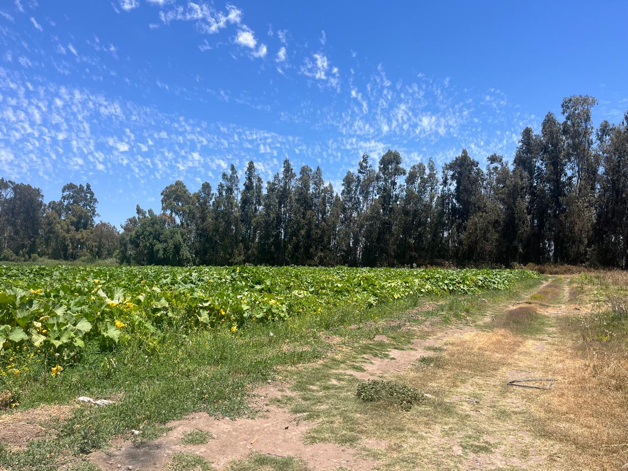 🌄 Nuevo Proyecto: Segunda Etapa en Venta – Condominio San Rafael | Melipilla ¡Comienza la venta! 11 lotes disponibles.